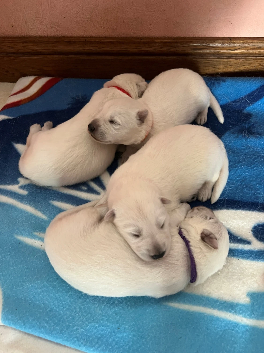 magnifique-chiots-bergers-blancs-suisse-big-1