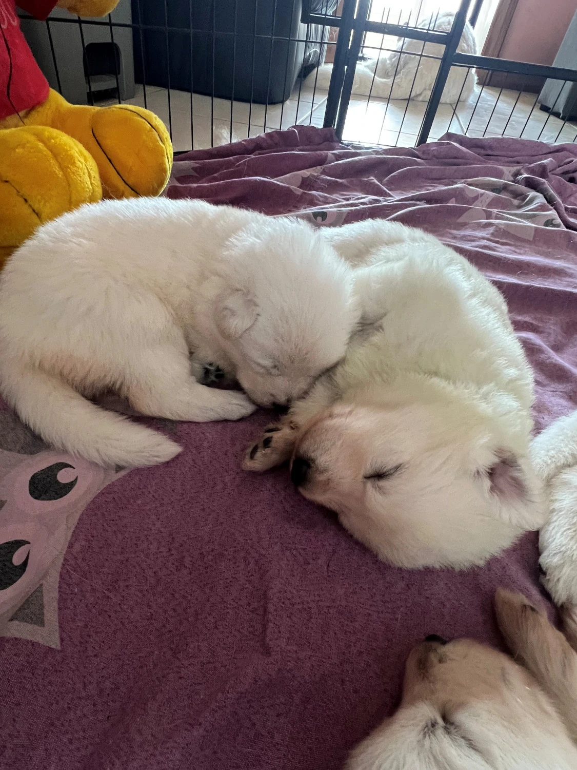 magnifique-chiots-bergers-blancs-suisse-big-3