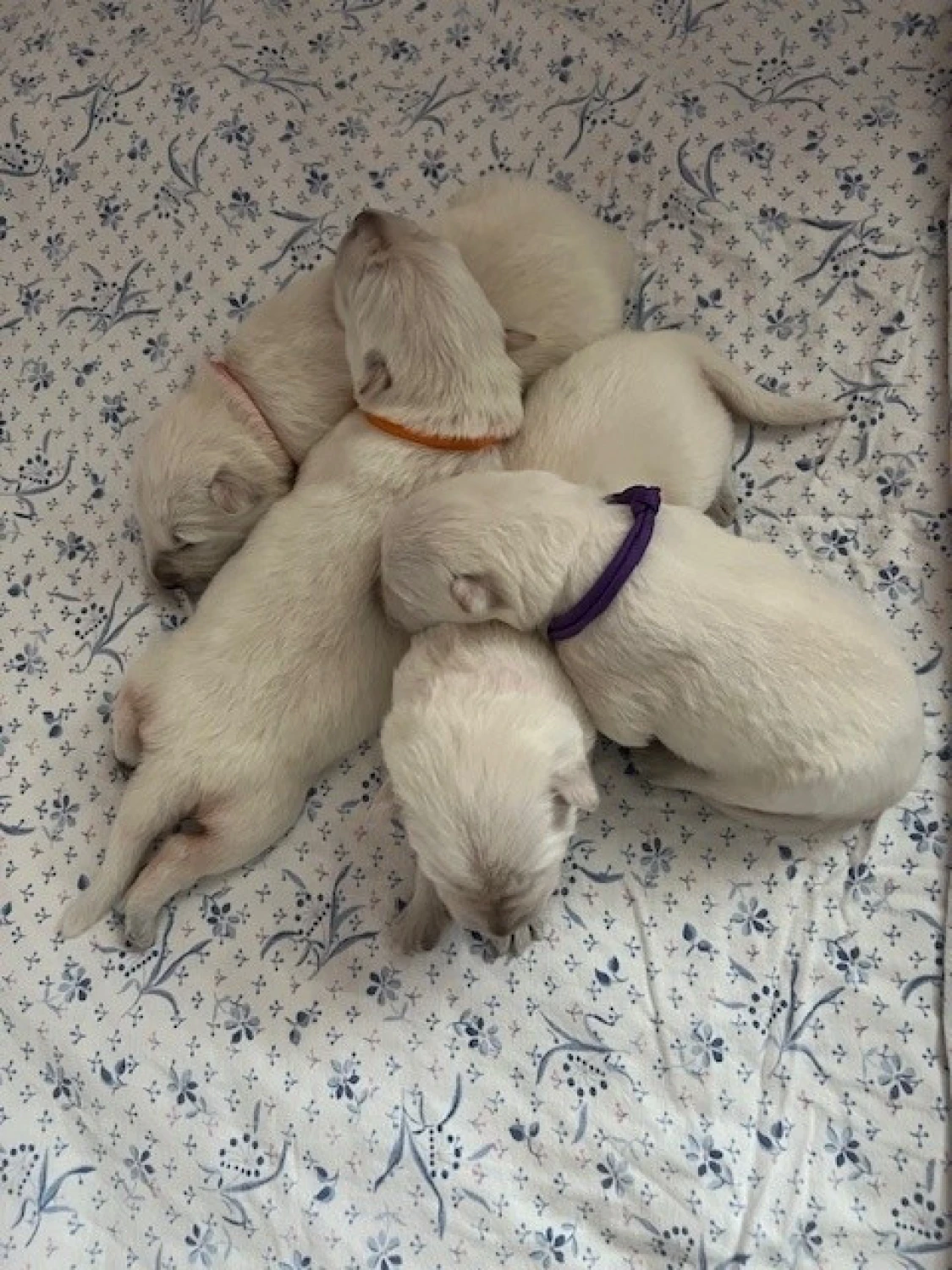 magnifique-chiots-bergers-blancs-suisse-big-2