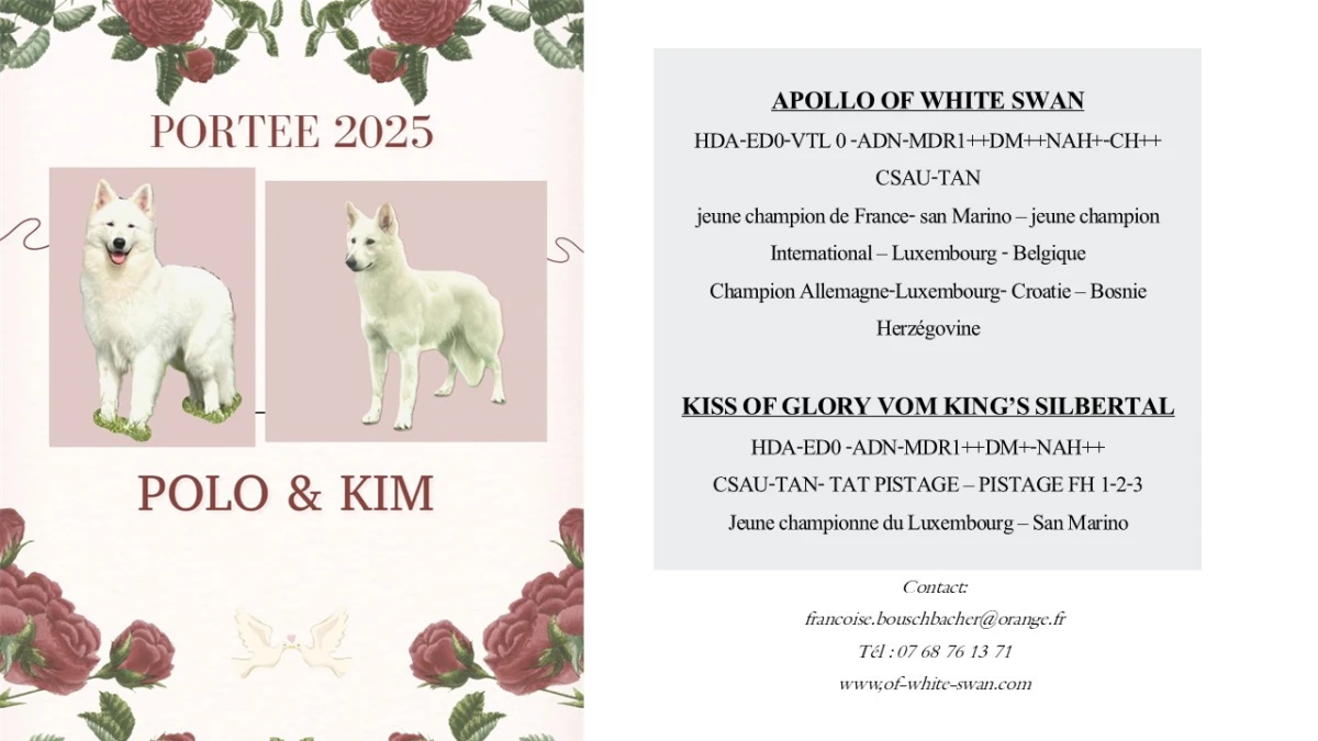 magnifique-chiots-bergers-blancs-suisse-big-0